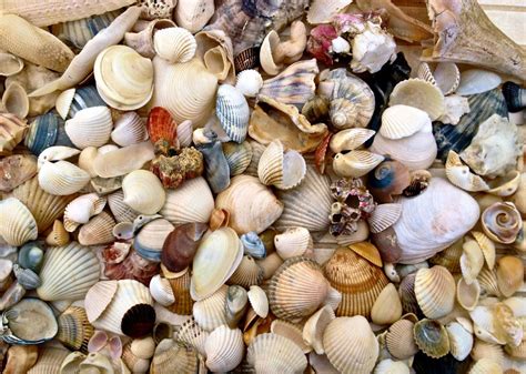 The Life Of A Seashell In Cabarete Dominican Republic Sea Shells Sea Shells Image Seashell