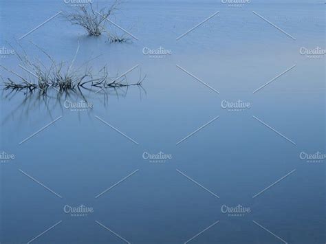 Tranquility Photos Dry Shrub Under Water By Fotografiapau Nature