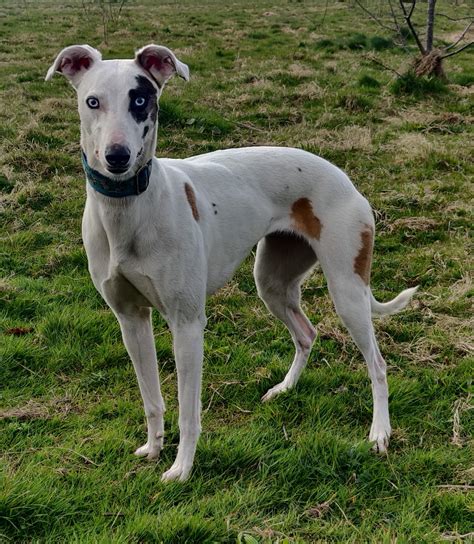 Oonagh Whippet X Saluki Whippet With A Touch Of Collie R Slippet