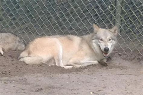 Say What Wolf Dog Hybrid Returned To Sanctuary After Escaping