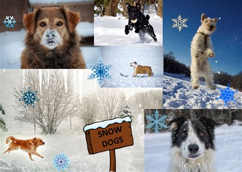 Paws For Reaction Photos Funny Snow Dogs Enjoying Winter Weather