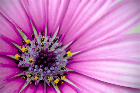 3840x2160 Resolution Close Up Photo Purple Petaled Flower Hd
