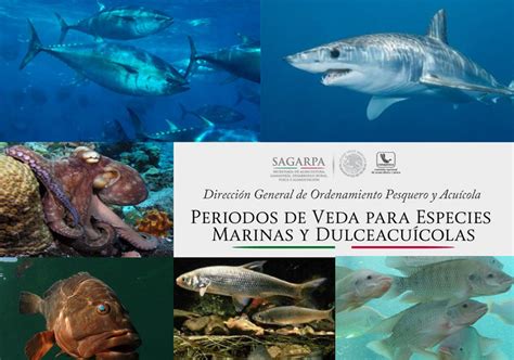 Periodos De Veda Para Especies Marinas Y Dulceacuícolas Pesca En Directo