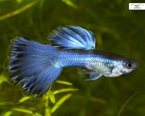 The caudal fin of the male is roundish shaped and has an intensely colored pattern of a double sword. Guppy männlich "blue moskau" - Poecilia reticulata ...