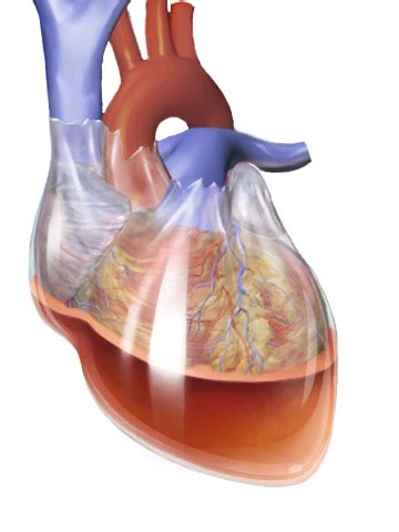 Pericardial Effusion And Cardiac Tamponade Symptoms And ECG
