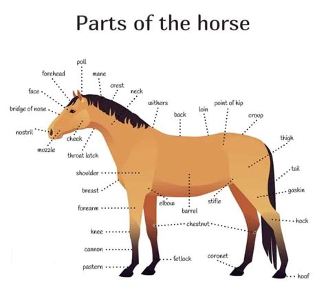 Printable Parts Of A Horse Web Parts Of The Horse Worksheet