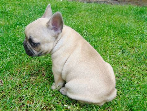 Find french bulldog puppies and breeders in your area and helpful french bulldog information. Fawn Frenchie puppies & White puppy for sale | Slough ...