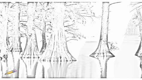 Swamp Cypress Tree Drawing