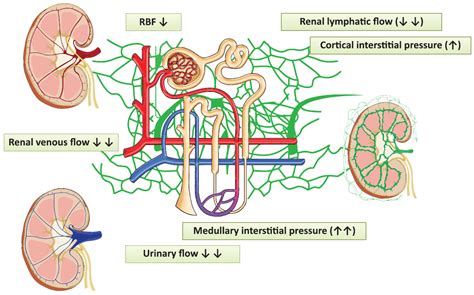 Lymphatic Drainage Of Renal Tissues Encyclopedia Mdpi