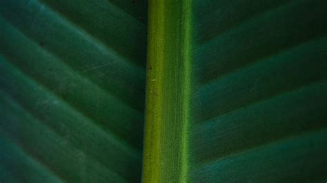 Download Wallpaper 3840x2160 Leaf Macro Green Veins Stripes 4k Uhd