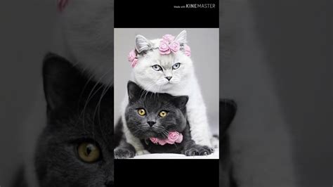 We did not find results for: Kumpulan 60 Foto Kucing Cantik Dan Lucu - YouTube