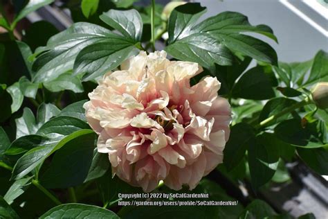 Photo Of The Bloom Of Itoh Peony Paeonia Caroline Constabel Posted