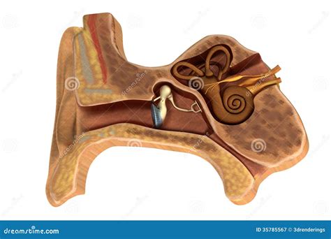 Render Of Ear Anatomy Stock Illustration Illustration Of Studio 35785567