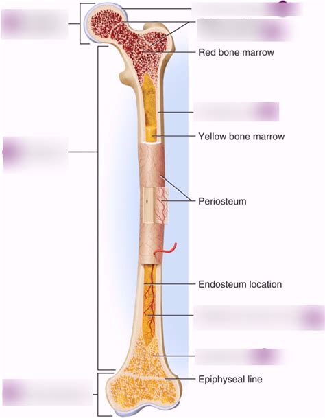 Anatomy Of Long Bone Diagram Quizlet