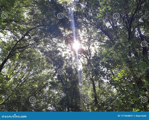 Forest And Sun Are Beautiful Harmony Stock Image Image Of Forest