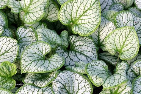 Beautiful Foliage For Shade Jack Frost Brunnera Blooms In Spring With