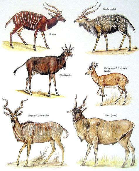 Bongo Nyala 4 Horned Antelope Eland Greater Kudu Nilgaiclockwise From