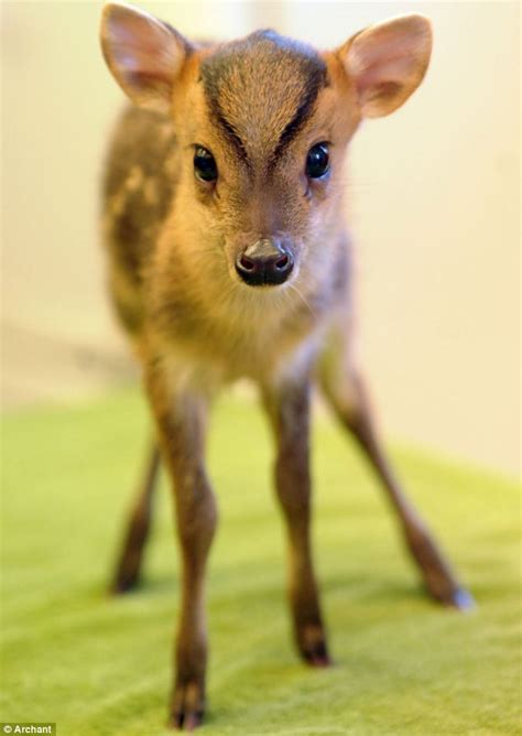 Newborn Muntjac Deer Rescued After Homeowner Found It
