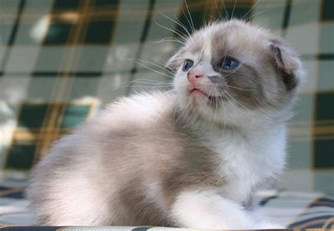 Ragdoll Scottish Fold Kitten Cat Scottish Fold Scottish Fold Kittens