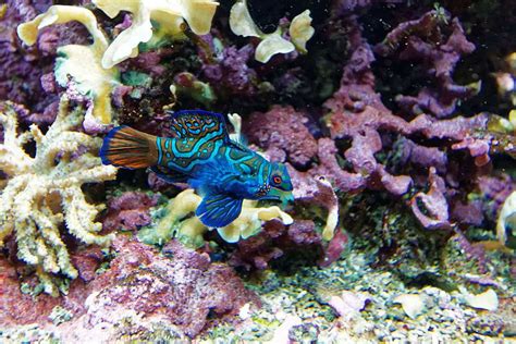 12 Gorgeous Animals Of The Coral Reef