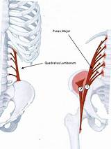 Quadratus Lumborum Muscle Exercise Images