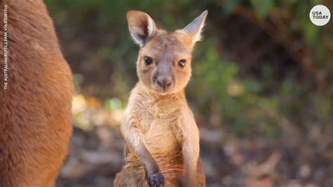 Kangaroo Joey Takes Its First Hops At Australia Zoo