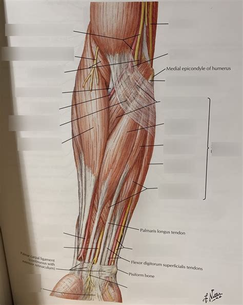 Muscles Of Forearm Superficial Layer Anterior View Diagram Quizlet