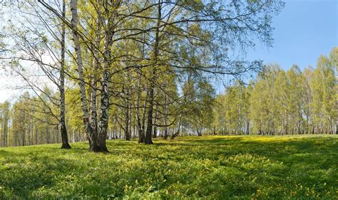 Spring In Southwestern Siberia Kemerovo Region Oc 3461x2052 R