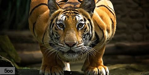 Photos 9 Stunning Photos Of Tigers That Will Make You