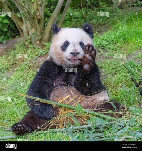 El Panda Gigante El Oso Panda Comiendo Bambú Sentados En El Césped