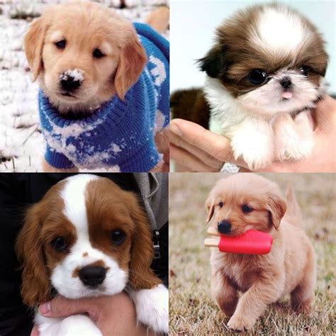 Puppy Cuteness Overload Puppies Cute Puppies Funny Cute