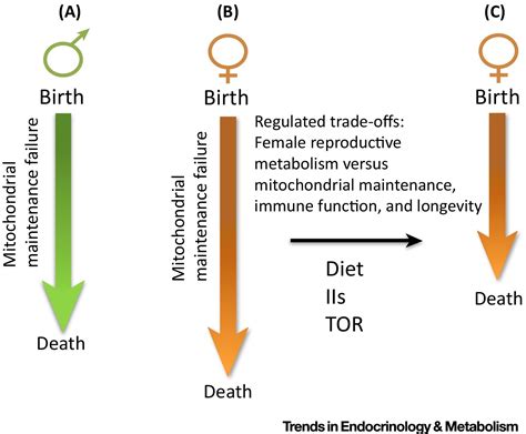 sex specific gene expression and life span regulation trends in endocrinology and metabolism