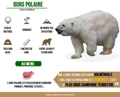 Ours Polaire Infographie Polar Bear Animals Bear