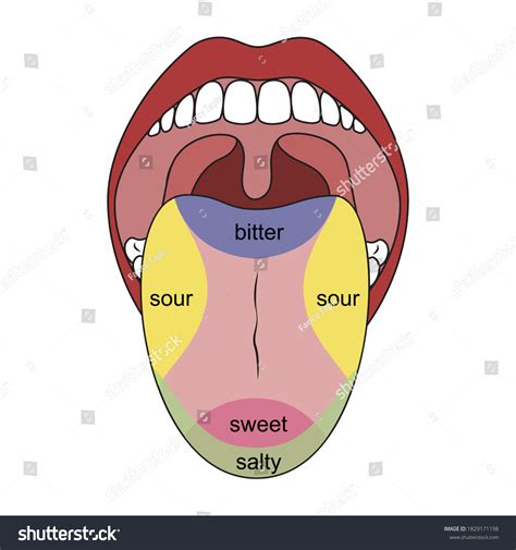 Human Tongue Taste Buds Taste Map Immagine Vettoriale Stock Royalty
