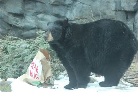 Black Bear At Buttonwood Park Zoo Black Bear New Bedford Bear