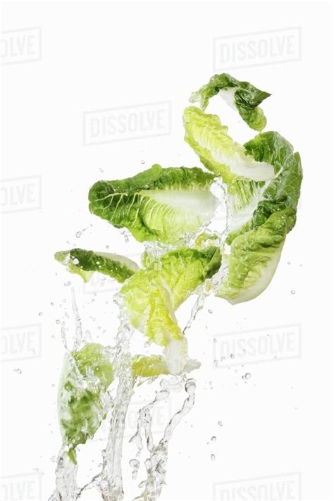 Cos Lettuce Being Washed Stock Photo Dissolve