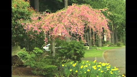 Unlike many other cherry tree varieties, the weeping cherry is reasonably resistant to disease. Weeping Flowering Cherry Tree - YouTube