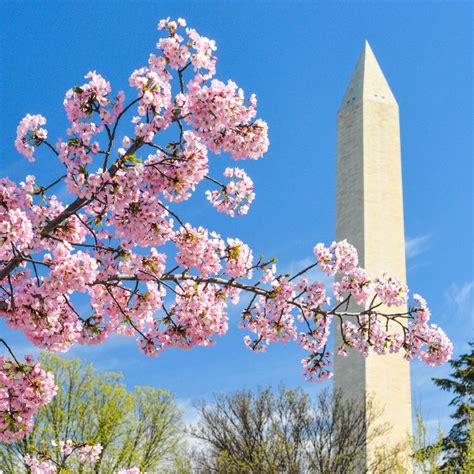Cherry Blossom Festival In Washington Dc 10 Things To Know Cherry