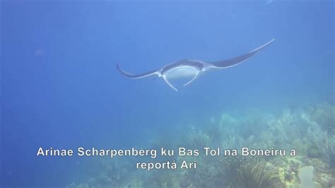 Citizen Scientists Needed To Identify Local Manta And Devil Rays