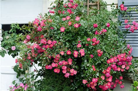 Installing A Trellis For Climbing Roses Onto Your House Pruning