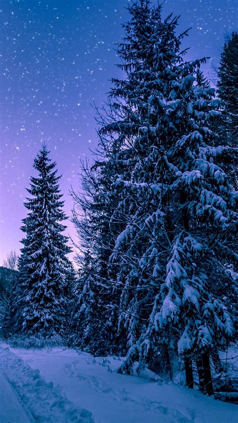 Download Wallpaper 1440x2560 Forest Trees Night Winter Qhd Samsung