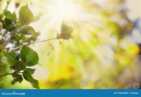 Summer Greenery Foliage Background With Green Leaves And Sunny Bokeh