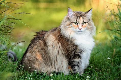 Are Norwegian Forest Cats Hypoallergenic Tips For