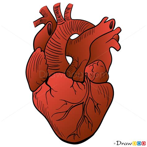 Human Heart Drawing Step By Step Drawing Lessons