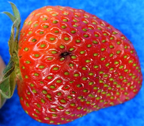 Black Seed Disease Of Strawberry Vegetable Pathology Long Island