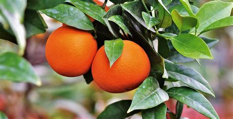 How To Grow Orange Trees From Seeds Or Saplings