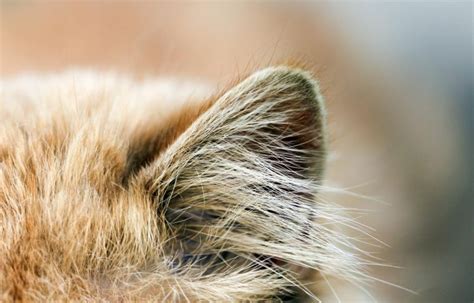 Cats Ears Anatomy Care And Disorders Of Cat Ears Cat World