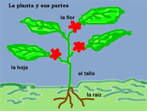 La Planta Y Sus Partes Mapas Conceptuales Partes De La Planta Partes De