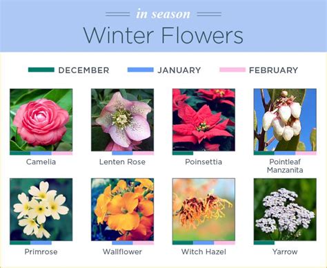 7 Best Seasonal Flowers By Month Images On Pinterest