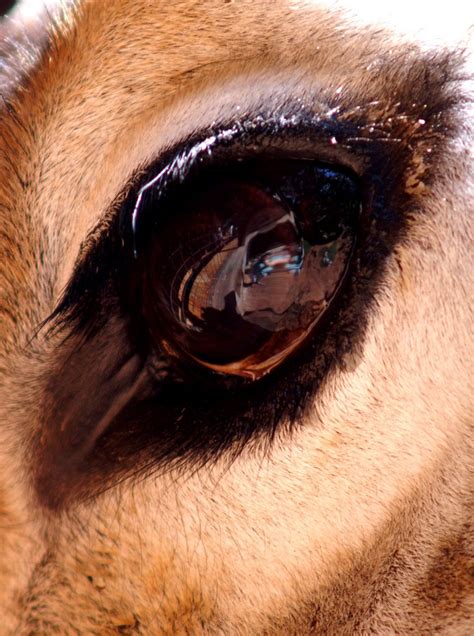 Panoramio Photo Of Giraffe Close Up Eye